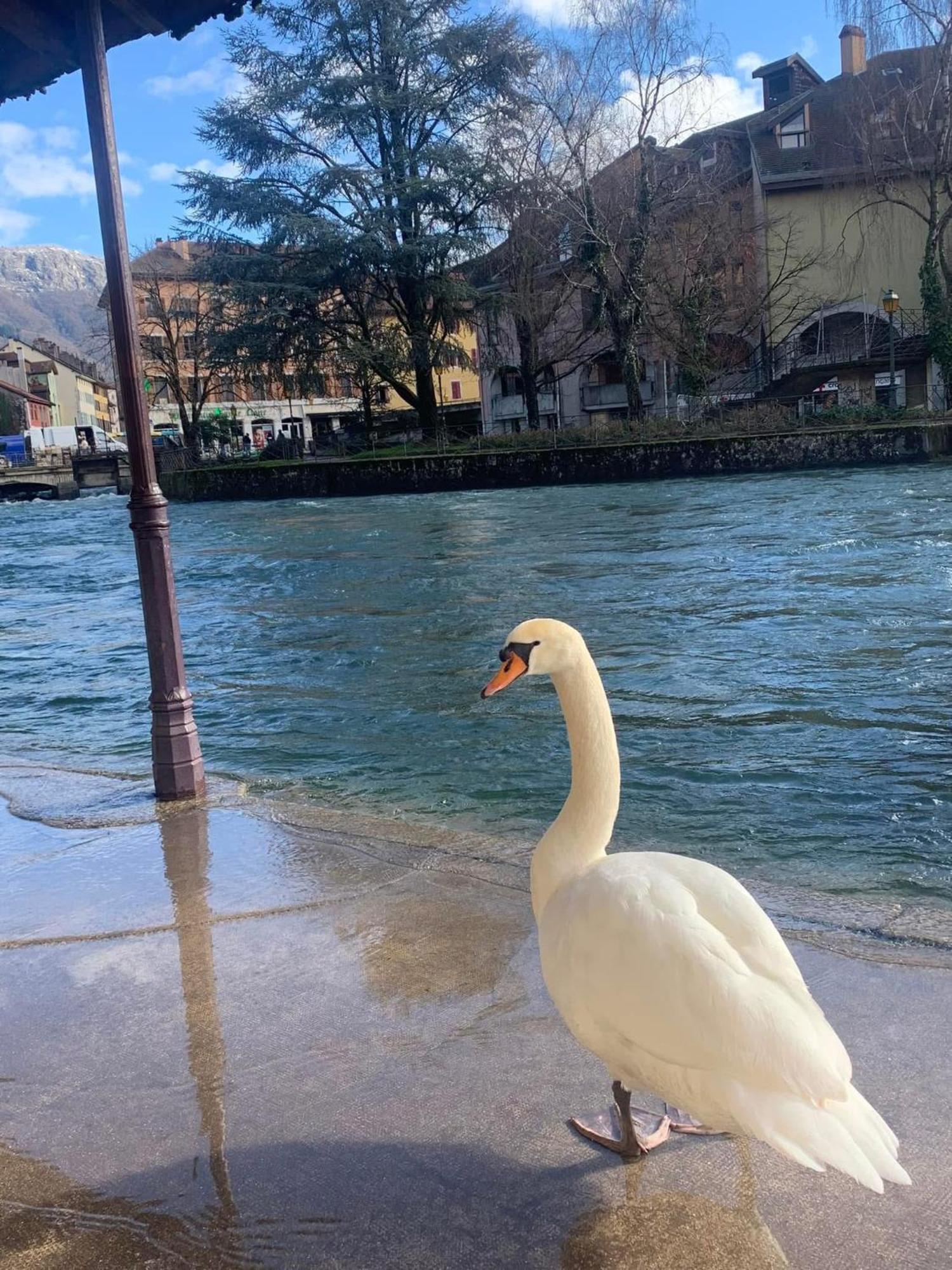Apartmán La Petite Venise Des Alpes, Ultra Centre 1 A 5 Pers Annecy Exteriér fotografie